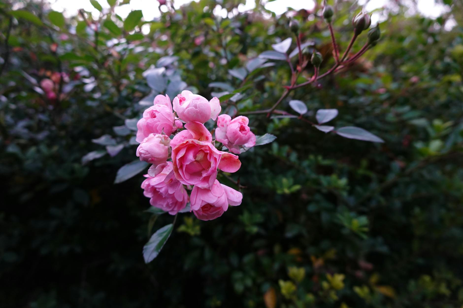 Górnik Zabrze podejmie Raków Częstochowa. Starcie sąsiadów z tabeli